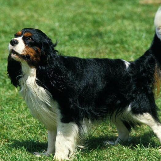 Bernese mountain dog deals king charles mix